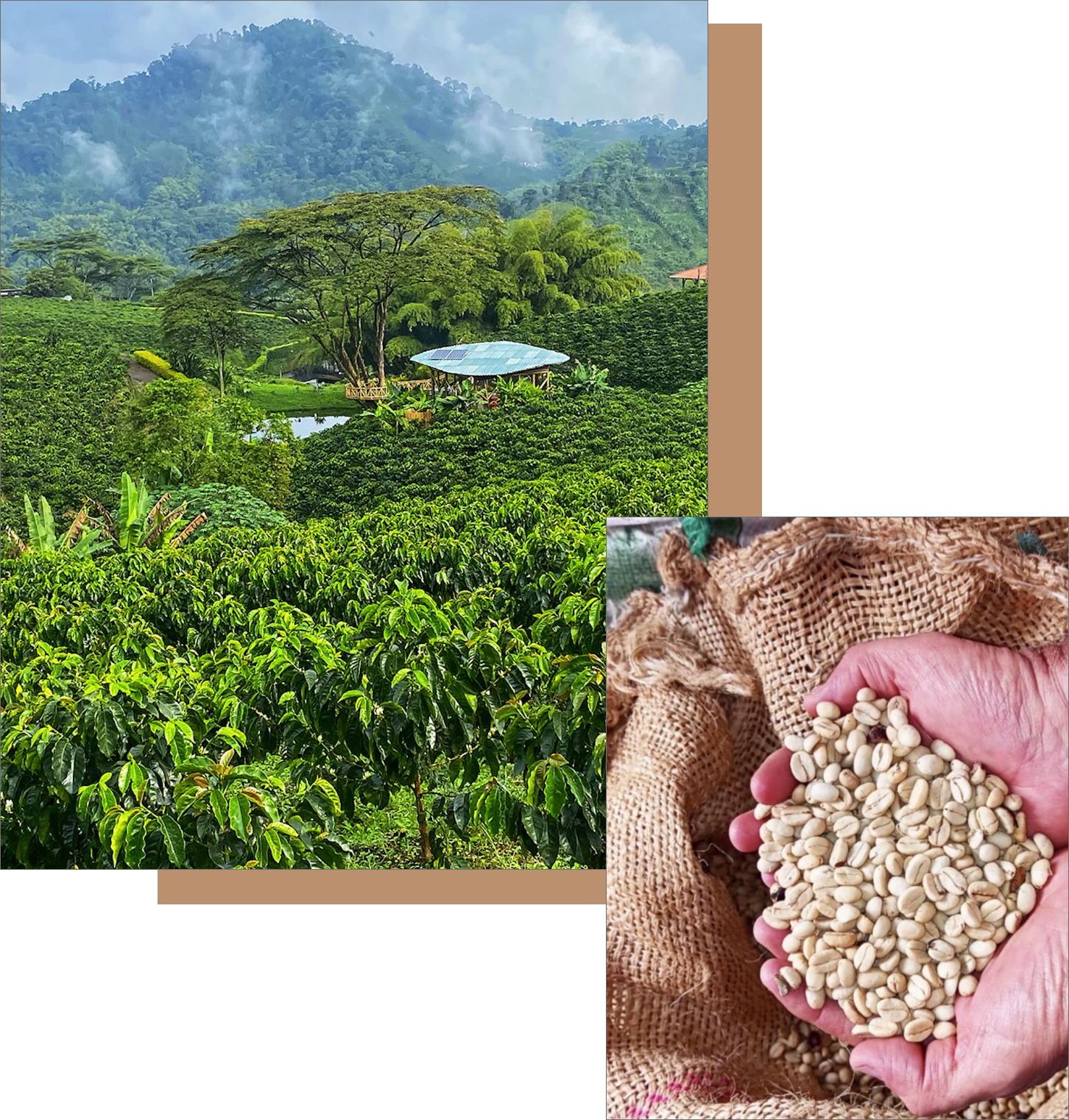 Vast Colombian coffee farm landscape with misty mountains, and hands holding raw green coffee beans, representing origin